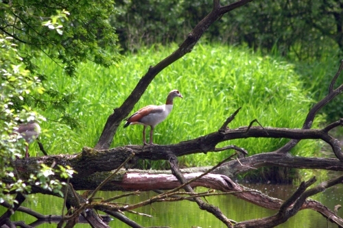 Bewohner des Sch&uuml;tteichs, &copy; FNMK 2010