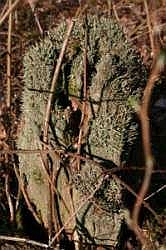 Flechtenbewuchs auf altem Baumstamm, &copy; FNMK 2004