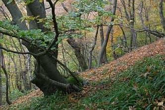 Typische Vegetation in den Schluchtw&auml;ldern der Lenneh&auml;nge, &copy; FNMK 2004