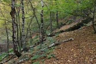 Typische Vegetation mit Tot- und Altholz, &copy; FNMK 2004