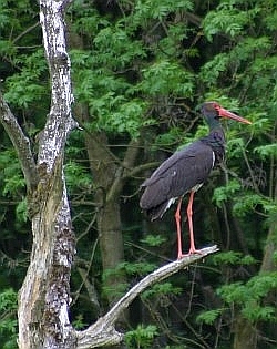 Ein Schwarzstorch als Gast, &copy; FNMK 2006